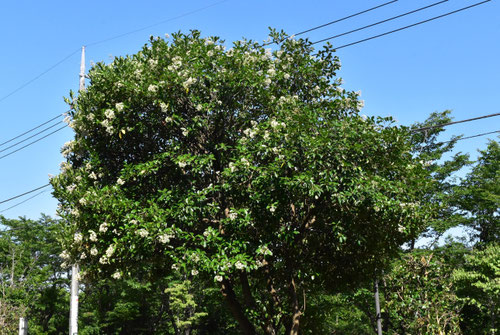 Sweet viburnum,サンゴジュ,さんごじゅ,珊瑚樹