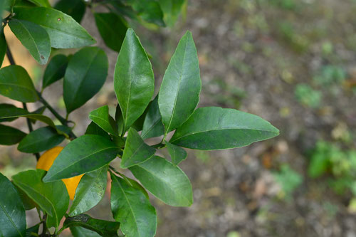 コウジ,植物,葉,こうじ