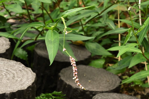 いぬたで,花,イヌタデ