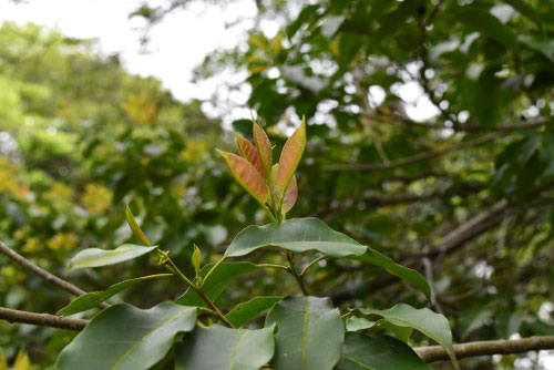 ソヨゴ,フクラシバ,フクラモチ,葉