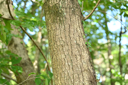 山漆の木,植物,やまうるし