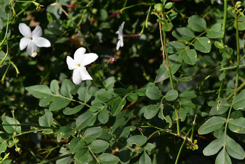 Jasmine,white flower