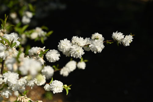 にわざくら,ニワザクラ,庭桜の木