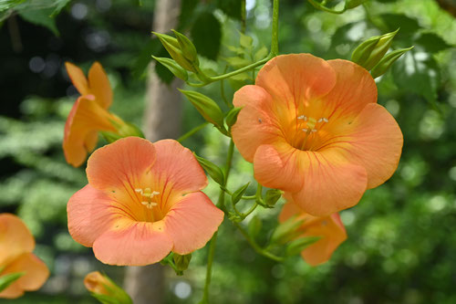 ノウゼンカズラの花,画像,のうぜんかずら