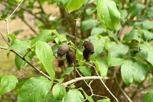 ソシンロウバイ,そしんろうばい,種子,偽果