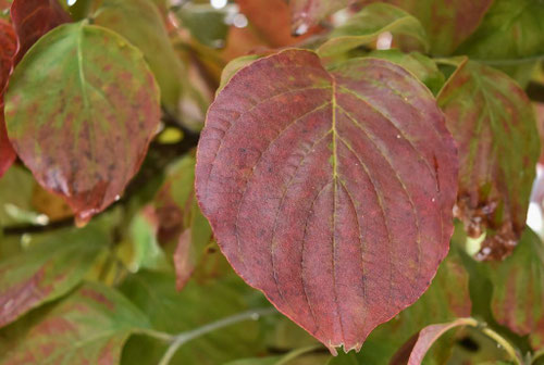 ハナミズキ,花水木,はなみずき,紅葉,黄葉