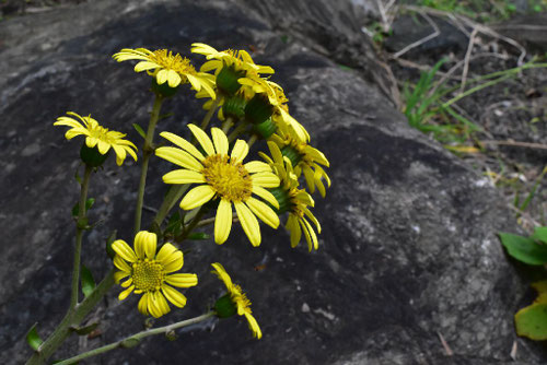 ツワブキ,磯蕗,つわぶき