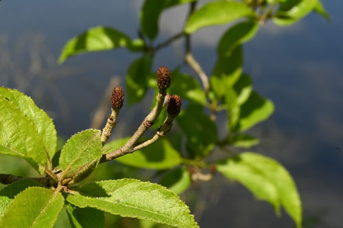 ハンノキ,はんのき,榛の木,樹木,花粉症