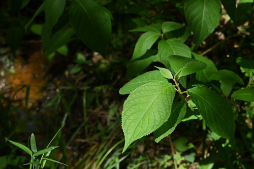 たまあじさい,玉紫陽花,球あじさい