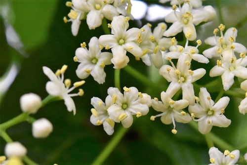 ゴマキの花