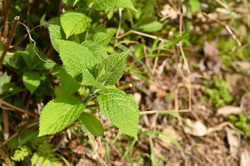 筑紫見返草,植物,ツクシミカエリソウ