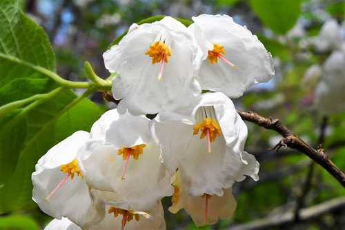 エゴノキに似た花　何