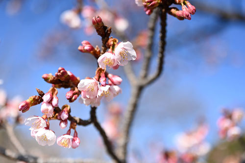 １２月に咲くピンクの花,木