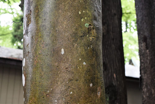 ヤブツバキ,椿の幹,やぶつばき,画像