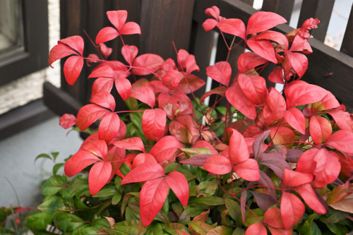 葉っぱが赤い低木の名前