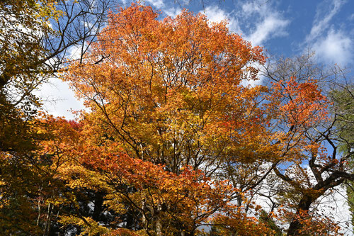 大紅葉　画像　図鑑
