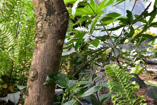 White champak tree