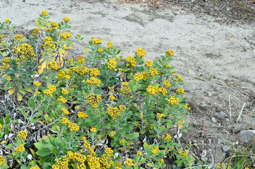 イソギク,いそぎく,植物.磯菊