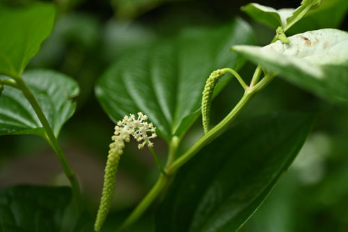 半夏生の花,ハンゲショウ,はんげしょう,植物