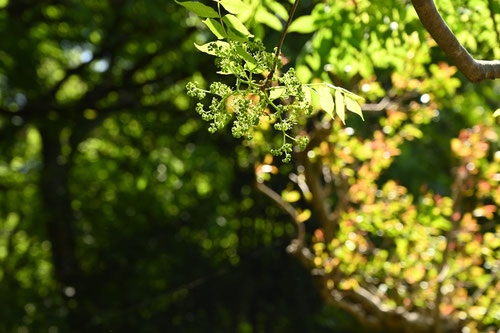 にがきの花,ニガキ