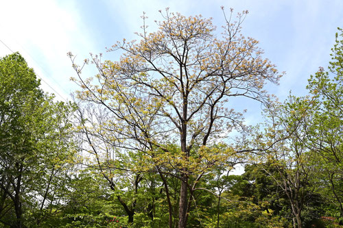 チャンチンモドキ,植物,ちゃんちんもどき