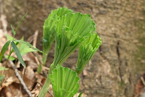 くまがいそう,植物図鑑