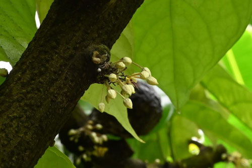 カカオの木,つぼみ,ツボミ,かかお,植物