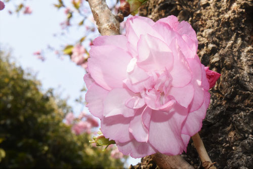 松前桜,おおやまざくら