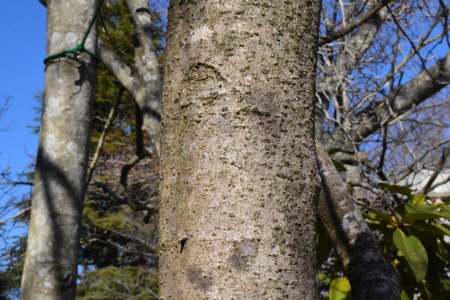 Chinese witch hazel