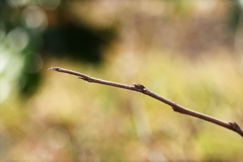 ムクノキ,むくのき,特徴,椋,樹木