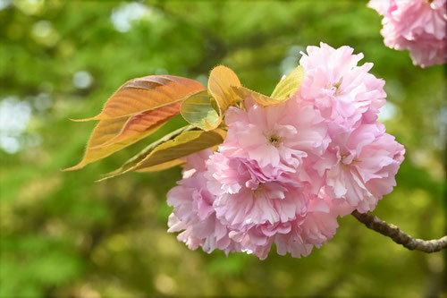 かんざん,関山,八重桜,里桜