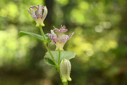 不如帰,植物,ホトトギス.ほととぎす