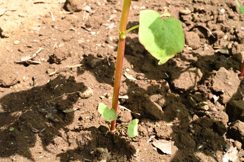 Buckwheat