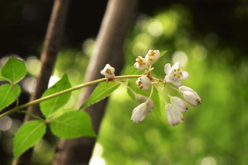コメゴメの木の花,みつばうつぎ,ミツバウツギ