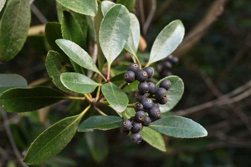 Indian hawthorn