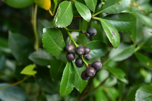 シャリンバイ,Indian hawthorn,車輪梅