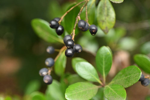 シャリンバイ,Indian hawthorn,車輪梅