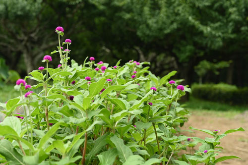 せんにちこう,植物