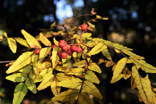 サンショウ 紅葉