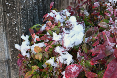 おたふくなんてん,植物
