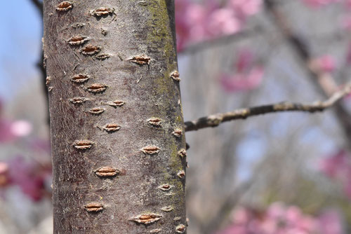 幹,陽光桜