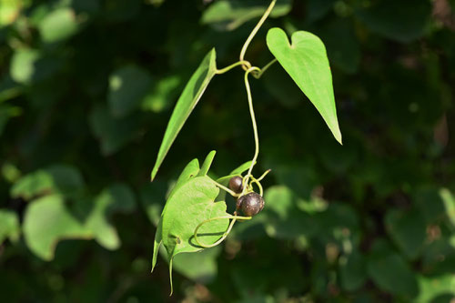 やまのいも,植物,特徴