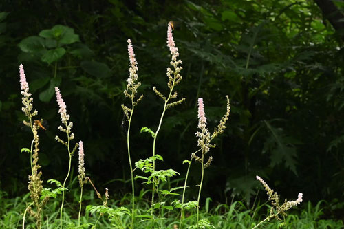 Japanese Astilbe