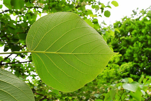 Fragrant snowbell,leaf