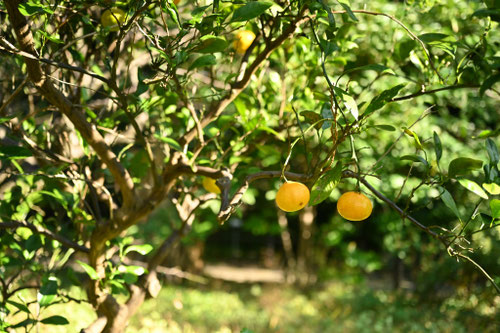 ウンシュウミカン