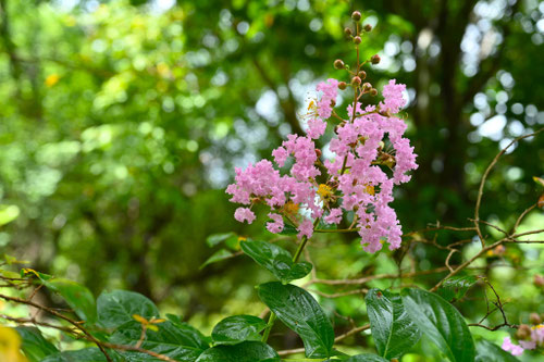 ピンク色の花が咲くサルスベリ