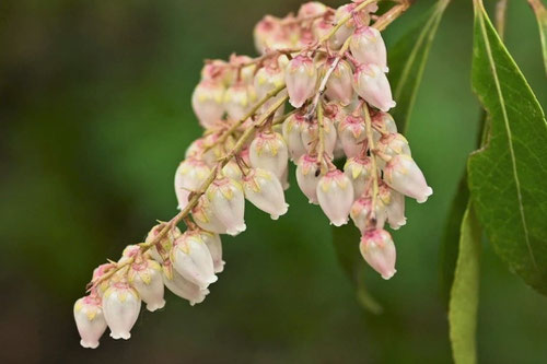 馬酔木の木の花
