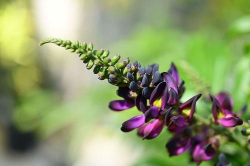 紫色の藤の花