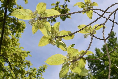 ニッサボク,開花時期,にっさ,樹木