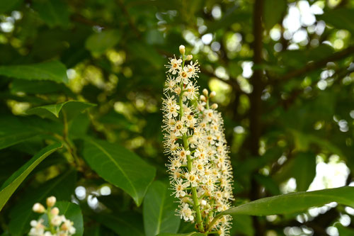 西洋博打の木の花,せいようばくちのき